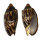 VOLUTIDAE CYMBIOLA VESPERTILIO shell
