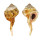 RANELLIDAE CYMATIUM SPRINGSTEENI shell
