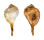 RANELLIDAE CYMATIUM ENCAUSTICUM shell