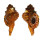 RANELLIDAE RANULARIA PYRUM shell
