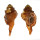 RANELLIDAE RANULARIA PYRUM shell