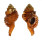 RANELLIDAE RANULARIA PYRUM shell