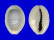 CYPRAEIDAE MONETARIA ANNULUS CAMELORUM shell