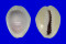 CYPRAEIDAE MONETARIA ANNULUS CAMELORUM shell