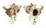 MURICIDAE CHICOREUS RAMOSUS shell