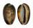 CYPRAEIDAE CYPRAEA CAPUTSERPENTIS ARUNI shell