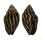 MITRIDAE STRIGATELLA RETUSA shell