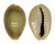 CYPRAEIDAE MONETARIA ANNULUS shell