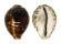 CYPRAEIDAE CYPRAEA TIGRIS FLAVONITENS shell