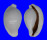 OVULIDAE OVULA OVUM shell