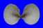 CARDIIDAE FULVIA FRAGILIS shell