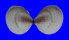 CARDIIDAE FULVIA FRAGILIS shell