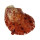 SPONDYLIDAE SPONDYLUS MAESTRATII shell