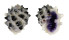 MURICIDAE DRUPA MORUM shell