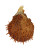 SPONDYLIDAE SPONDYLUS SWINNENI shell