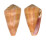 CONIDAE CONUS LOHRI shell