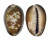 CYPRAEIDAE CYPRAEA CAPUTSERPENTIS shell