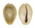 CYPRAEIDAE MONETARIA ANNULUS shell