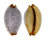 CYPRAEIDAE CYPRAEA STAPHYLAEA STAPHYLAEA shell