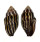 MITRIDAE STRIGATELLA RETUSA shell