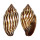 MITRIDAE STRIGATELLA RETUSA shell