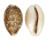 CYPRAEIDAE CYPRAEA VITELLUS shell