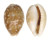CYPRAEIDAE CYPRAEA VITELLUS shell