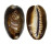 CYPRAEIDAE CYPRAEA CAPUTSERPENTIS shell