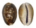 CYPRAEIDAE CYPRAEA CAPUTSERPENTIS shell