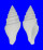 TURRIDAE BATHYTOMA TIPPETTI shell