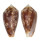 CONIDAE CONUS BARBIERI shell