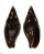 MITRIDAE STRIGATELLA SCUTULATA shell