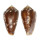 CONIDAE CONUS BARBIERI shell