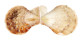 PECTINIDAE COMPLICACHLAMYS WARDIANA shell