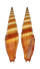 MITRIDAE VEXILLUM COCCINEA shell