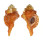 RANELLIDAE RANULARIA PYRUM shell