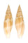MITRIDAE CANCILLA ISABELLA shell