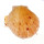 SPONDYLIDAE SPONDYLUS MAESTRATII shell