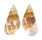 CERITHIIDAE GOURMYA GOURMYI shell