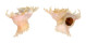 CORALLIOPHILIDAE LATIAXIS MAWAE shell
