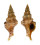 FASCIOLARIIDAE LATIRUS RECURVIROSTRATUM shell