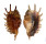 STROMBIDAE LAMBIS MILLEPEDA shell