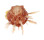 SPONDYLIDAE SPONDYLUS MULTILAMELLATUS shell