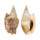 STROMBIDAE STROMBUS AURISDIANAE shell
