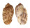 HARPIDAE HARPA AMOURETTA shell