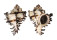 MURICIDAE CHICOREUS CICHOREUM shell