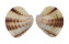 VENERIDAE PLACAMEN ISABELLINUM shell