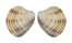 VENERIDAE PLACAMEN ISABELLINUM shell
