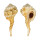 RANELLIDAE CYMATIUM SPRINGSTEENI shell