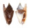 STROMBIDAE STROMBUS BULLA shell